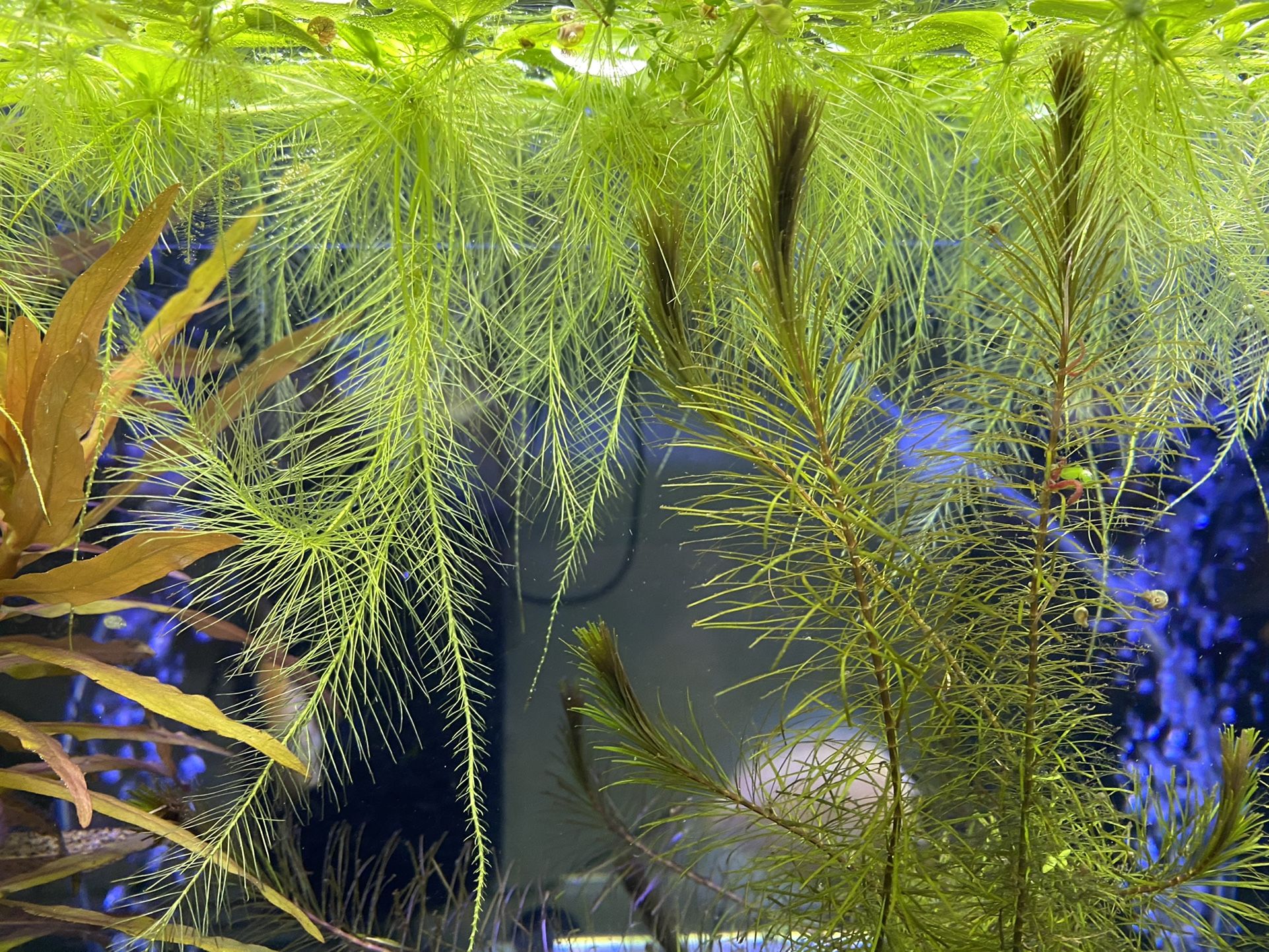 10 Dwarf Water Lettuce