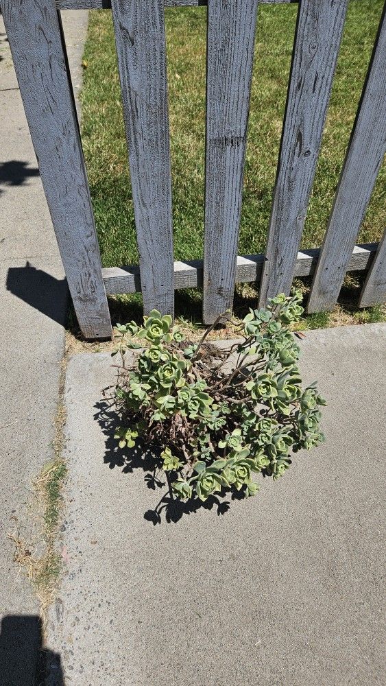 Free Succulents