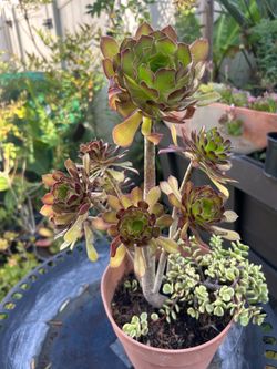 Succulent plant