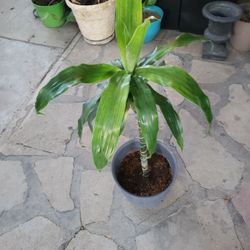 DRACAENA PLANT 