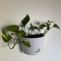 Half-Circle Self-Watering Wall Planter With Pothos