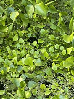 Water Hyacinth Frog Bits Duck Weed