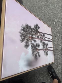 Florida palm tree picture