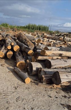 BLACK OAK FIREWOOD