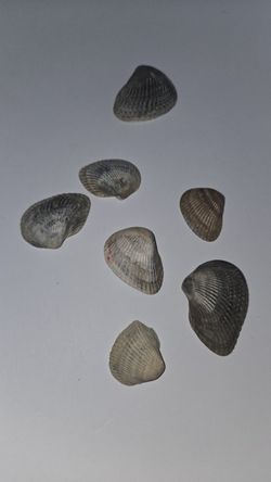 Lot of 7 Natural Clam Shells Assorted Colors Collectible (COD033)