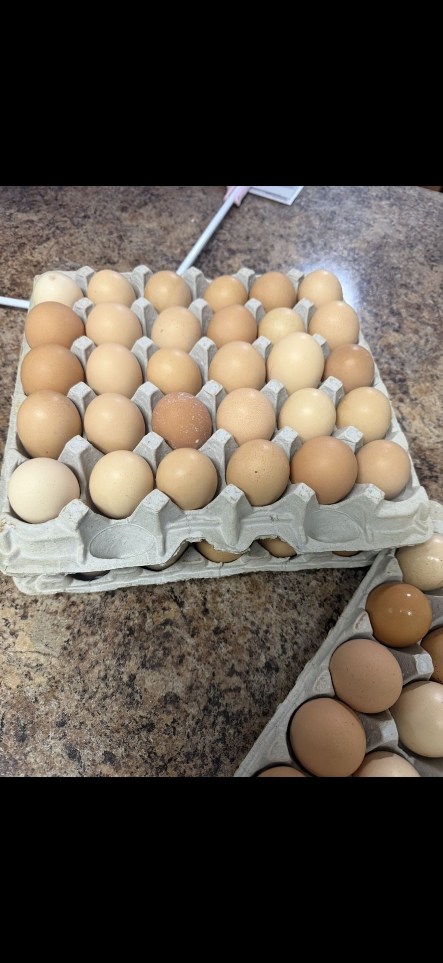 Fresh farm eggs, collected daily πΏ