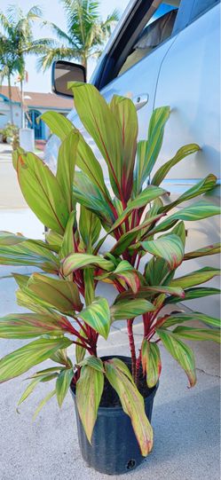 Rainbow Hawaiian Cordyline Plants