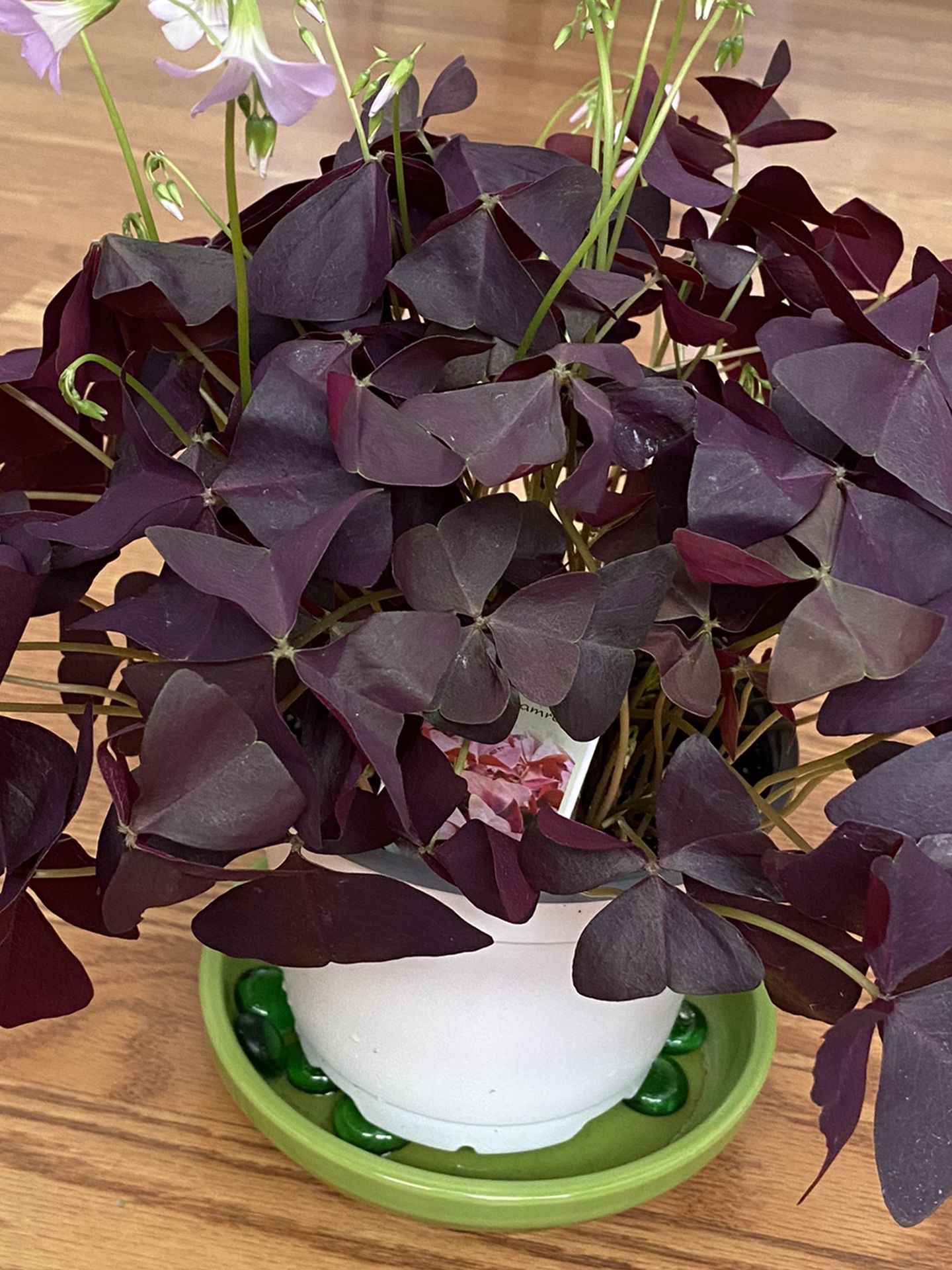 Burgundy Shamrock (Oxalis triangularis) House Plant In 6” Pot