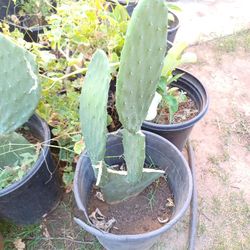 Ermoso   Nopal  