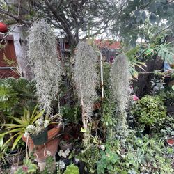 Spanish Moss, Tillandsia usneoides. Air Live Plant (epiphyte