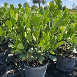 Clusias | Privacy Hedges E