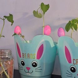🐰Fun Blue Easter Basket BEAN Plant