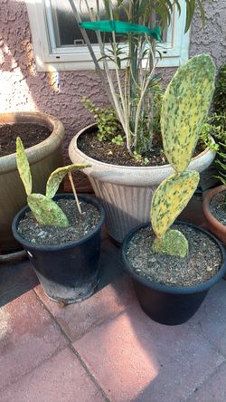 Cactus in plastic pots