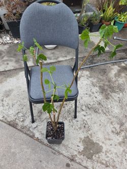 Chaya  Tree 🌳