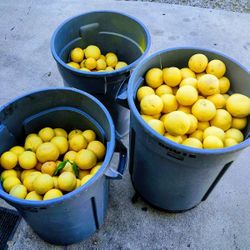 Freshly Picked Pink Gratefruit 