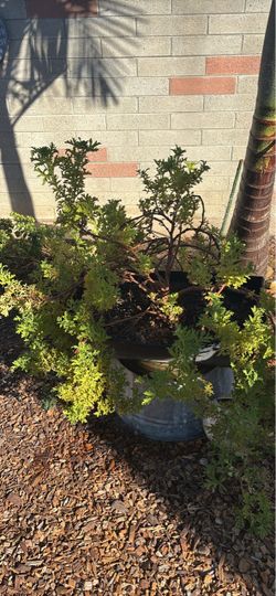 Citronella Geranium
