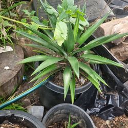 Agave. Century Plant Large 2 By2