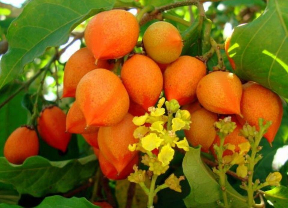 Peanut Butter Fruit Trees 🌳 3gal