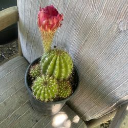 Cuctus With Bloom Plant