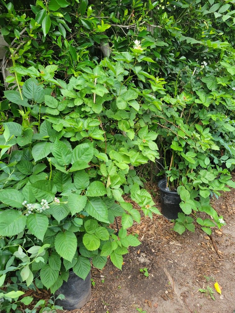 Blackberry Tree