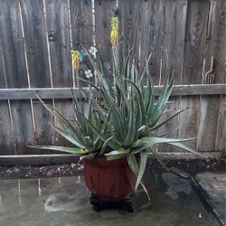 Huge Aloe Vera Live Plant