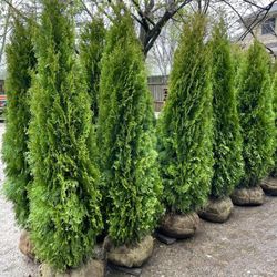 Privacy Tree Sale FREE DELIVERY! Emerald Green & Green Giants 