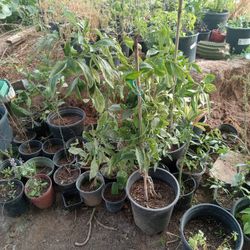 Plants For Sale