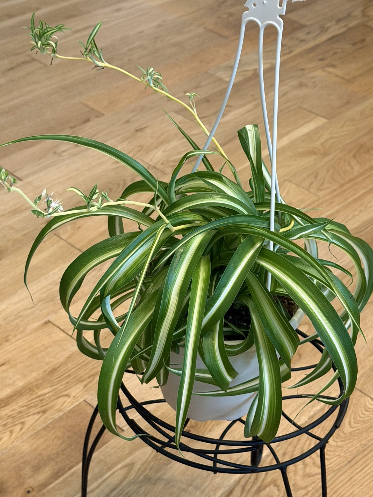 Curly Spider Plant