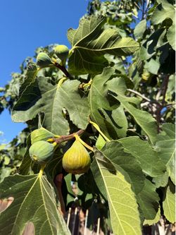 Fig tree