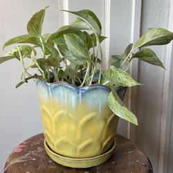 Marble Queen Pothos