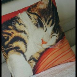 Cat kitten pillow bed couch chair