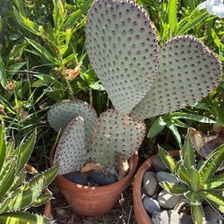 Beautiful Cacti Plant
