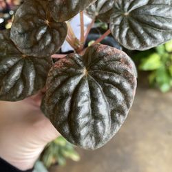 ✨Abricos | Peperomia✨