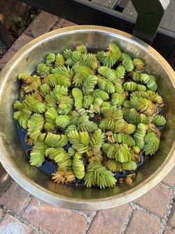 Water Plants- Water Moss