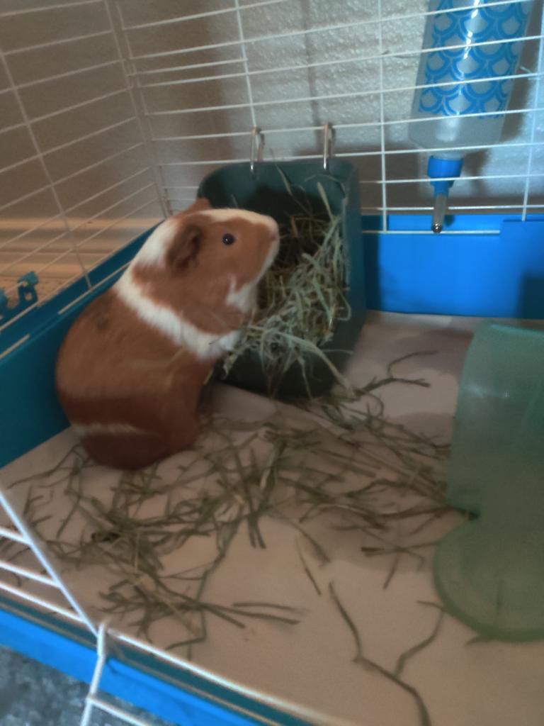 cage for guinea pig
