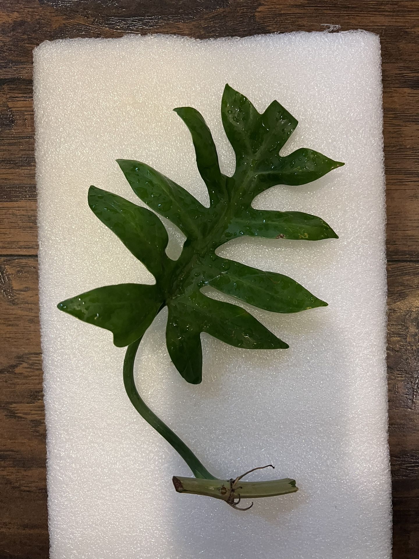 Philodendron Distantilobum Plant Cutting ( Pls Read Description Below)