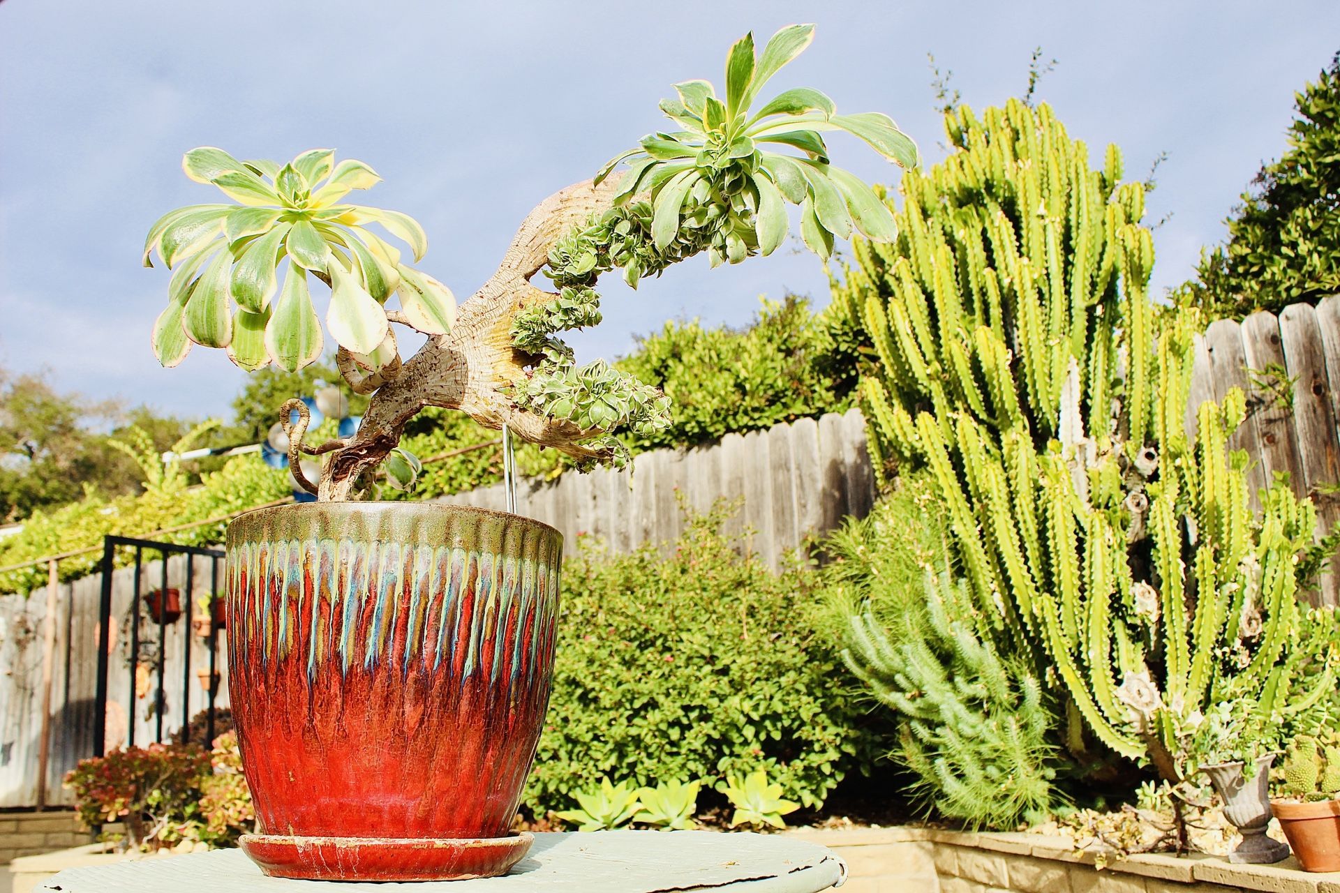 A Unique Crested Succulent In A Beautiful Ceramic Pot