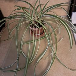 Spider plant
