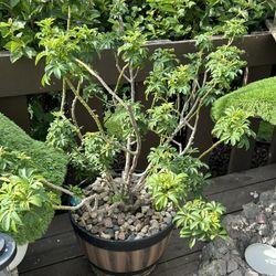 Dwarf Umbrella Tree 