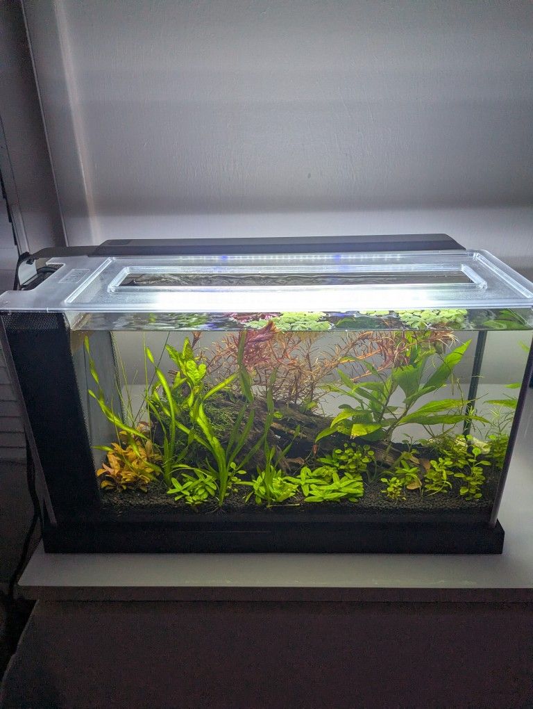 Freshwater Planted Aquarium - Fluval Spec V 5 Gallon Fish Tank - With Live Cardania Shrimp