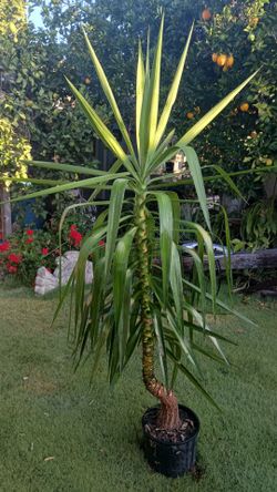 Dracaena 6 foot tall plant