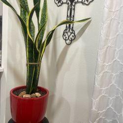 Snake Plant 