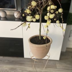 Housplant Pussy Willow Bonsai Tree