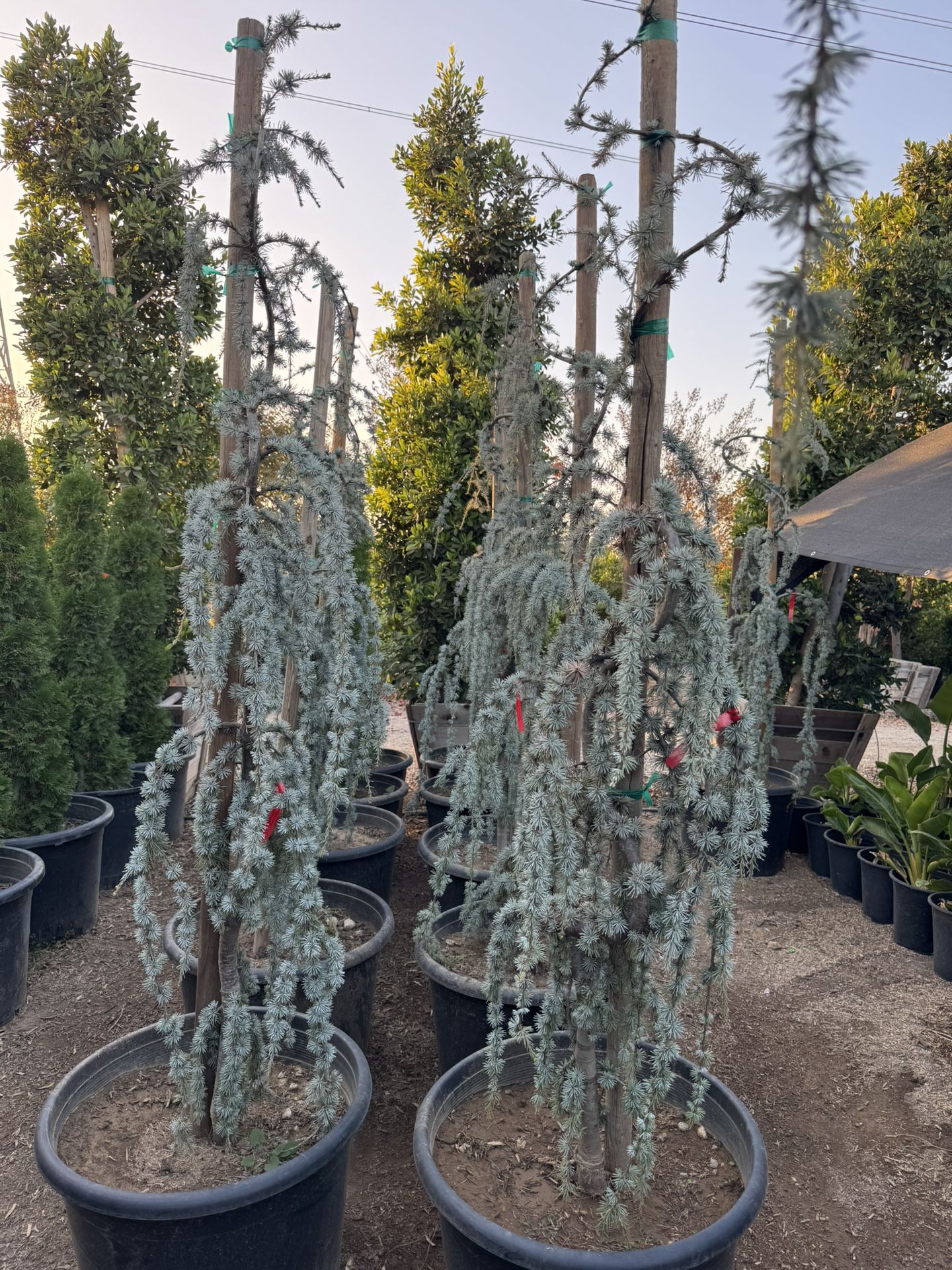 Weeping Blue Atlas Cedar - Serpentine