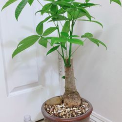 Money Tree Stump Pachira Aquatica In 9” Ceramic Pot