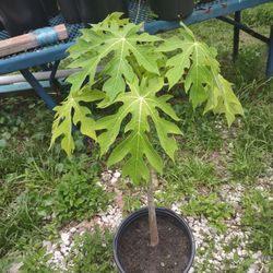 Papaya Healty Plant $15