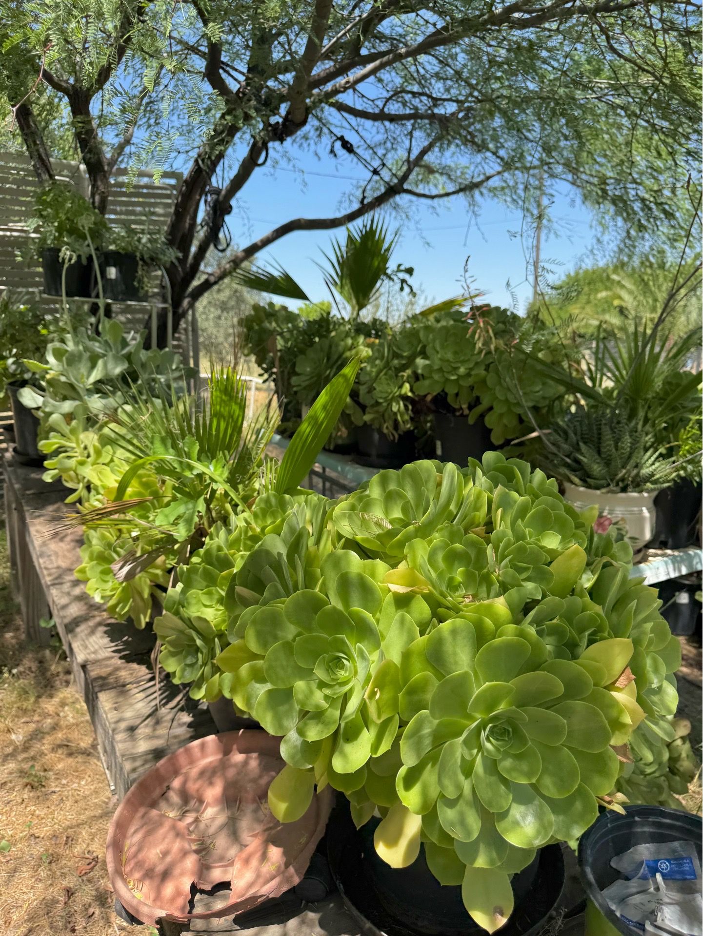 Succulents