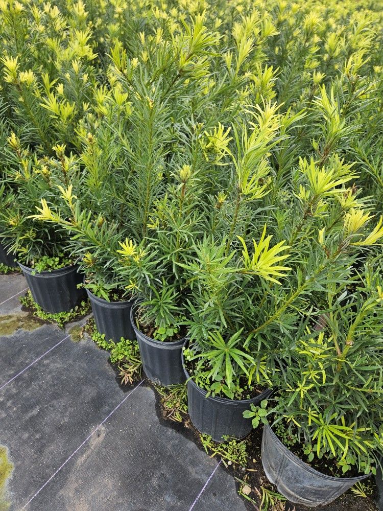 podocarpus only this week $6.50 over 100 qty Instant Privacy Hedge For Fence this week only