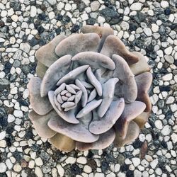 Succulents 3 For $10