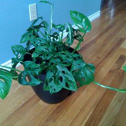 Plant